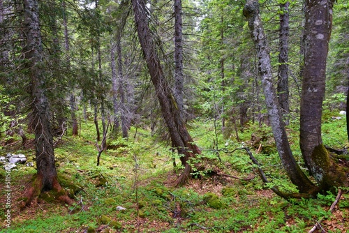 Spruce conifer (Picea abies) forest at Komna photo
