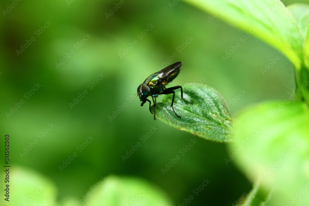 a small black fly with blue gradation above the leaf a small black fly with blue gradation above the leaf