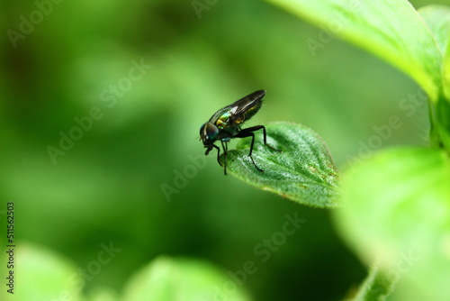 a small black fly with blue gradation above the leaf © Ishaq
