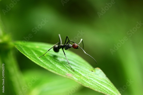 a red-headed black ant on a leaf