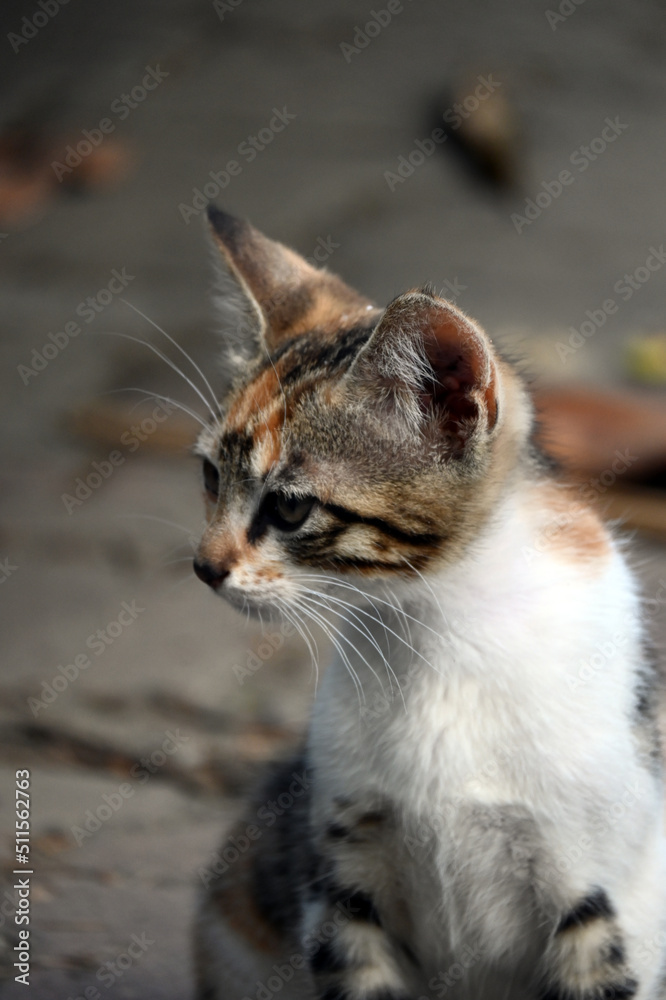 Turkish stray kitten. Homeless kitten. Istanbul Turkey,	