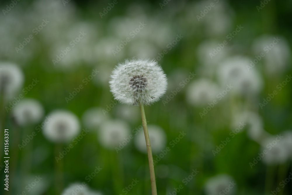 Closed bud of a dandelion. Dandelion white flowers in green grass. Closed bud of a dandelion. Dandelion white flowers in green grass.