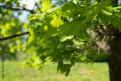 Young green maple foliage. Natural background.