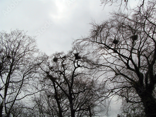 Dark gloomy gray ominous sky, tree branches without leaves, many bird nests. Very gloomy landscape. Autumn