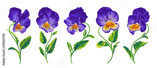 Set of realistic vector flowers of Pansies, Viola. Hand-drawn purple and yellow plants, with bright lettuce leaves, isolated on a white background. Easy to use, compose for your product and designs.