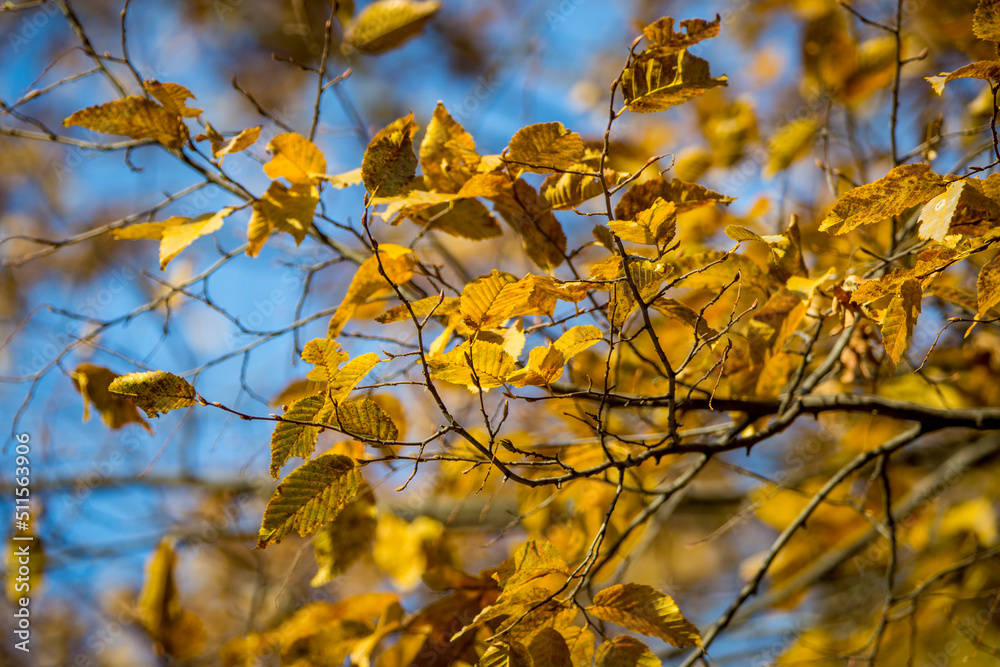 Autumn scenery. Beautiful gold fall in forest. all about autumn trees,flowers,grass etc Autumn scenery. Beautiful gold fall in forest. all about autumn trees,flowers,grass etc
