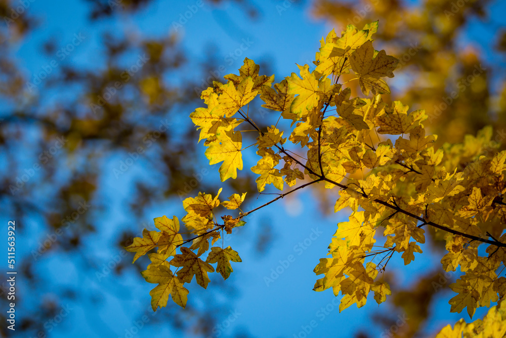 Autumn scenery. Beautiful gold fall in forest. all about autumn trees,flowers,grass etc Autumn scenery. Beautiful gold fall in forest. all about autumn trees,flowers,grass etc