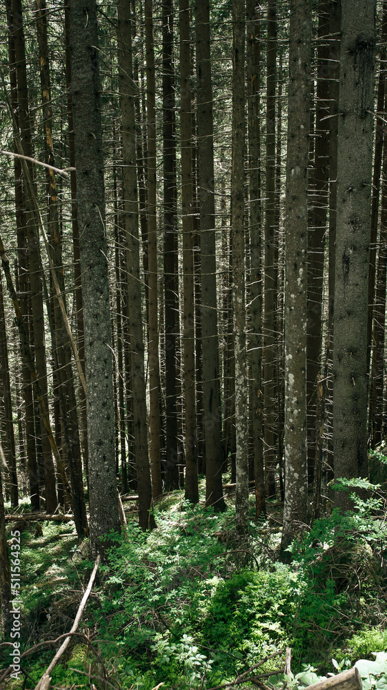 Obraz premium Wielki las w Zakopanem, Polska