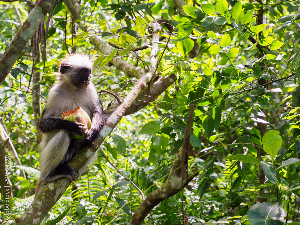 Obraz premium zanzibar