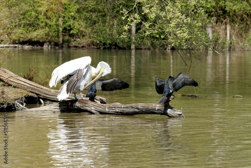 pelicans photo