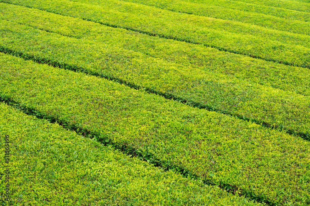 A field with green tea bushes arranged diagonally and without people