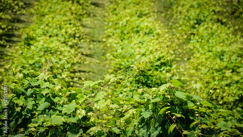 Fototapeta Naklejka Na Ścianę i Meble -  Details of grape leaves and vines in a vineyard.