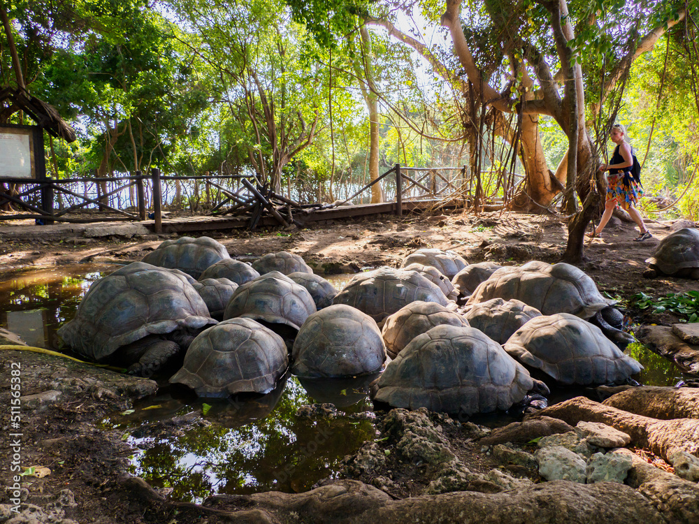 Naklejka premium zanzibar