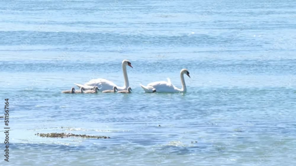 A family of swans swims on a pond on a day. Beautiful blue water. Wild white swans. Handheld video. A family of swans swims on a pond on a day. Beautiful blue water. Wild white swans. Handheld video.