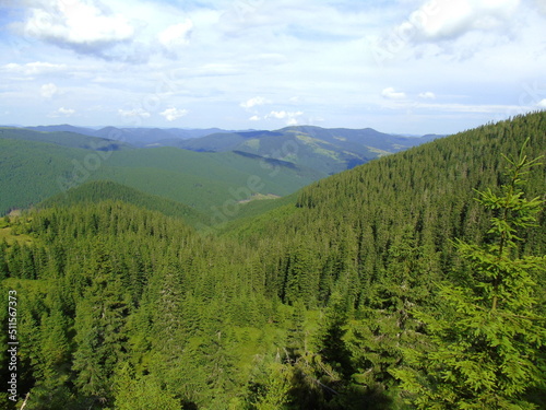 The mountains are covered with spruce forest