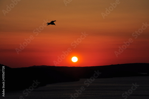 Red Sunset seagull silhouettes. Seagull in sunset sky. Flying seagulls over the sea at sunset. Seagulls at sea . Birds flying back home at sunset seaside of Mali Losinj  Croatia