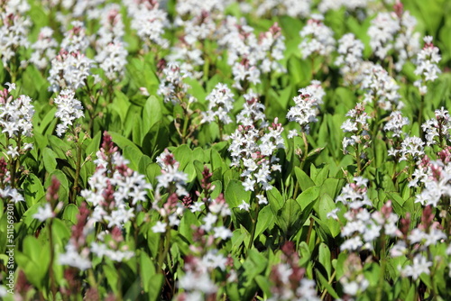 Menyanthes trifoliata. Thickets of flowering plants in the north of Siberia