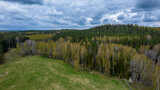 Aerial view of the coniferous forest in a cloudy day. Autumn colors, broken and dry trees.