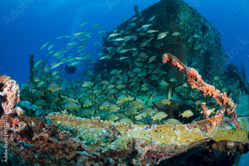 Fototapeta Naklejka Na Ścianę i Meble -  Blue-Stripped Grunts (Haemulon sciurus) on the Carib Cargo divesite off the Dutch Caribbean island of Sint Maarten