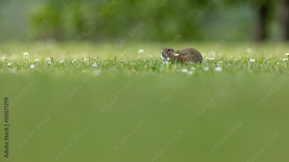 Obraz premium Ziesel