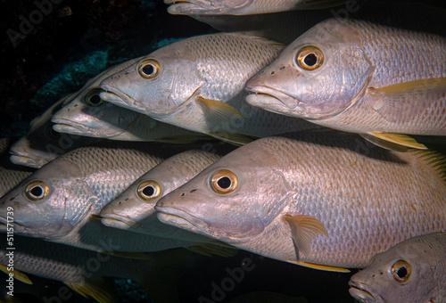 Schooling Schoolmaster snappers (Lutjanus apodus) on the Thunderdome divesite, off the island of Provodenciales, Turks and Caicos Islands photo