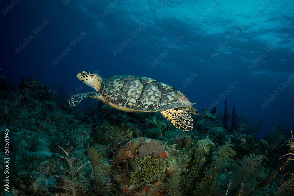 Hawksbill turtle at dawn on the G-Spot divesite off the island of French Cay, Turks and Caicos Islands