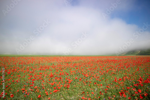 Panoramic view of a red poppy field