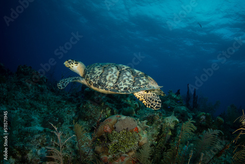Hawksbill turtle at dawn on the G-Spot divesite off the island of French Cay, Turks and Caicos Islands © timsimages.uk