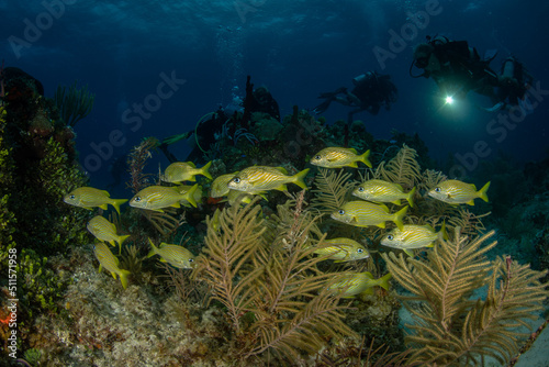 Fototapeta Naklejka Na Ścianę i Meble -  French grunt (Haemulon flavolineatumat) at dawn on the G-Spot divesite off the island of French Cay, Turks and Caicos Islands