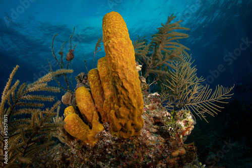 Branching tube sponge (Pseudoceratina crassa) at dawn on the G-Spot divesite off the island of French Cay, Turks and Caicos Islands photo