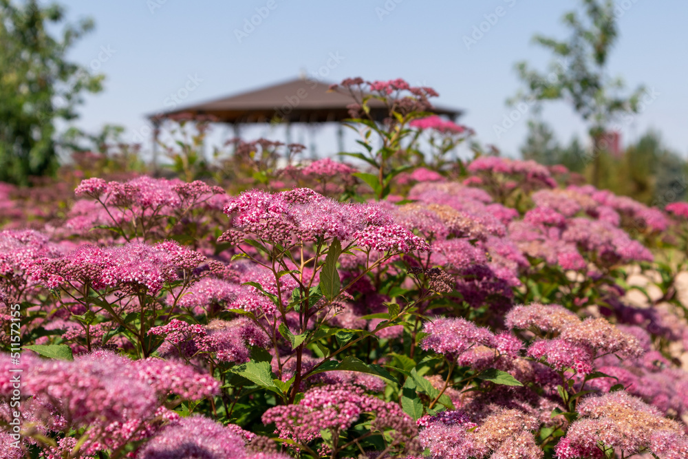 photo of a flower on the background of the gazebo