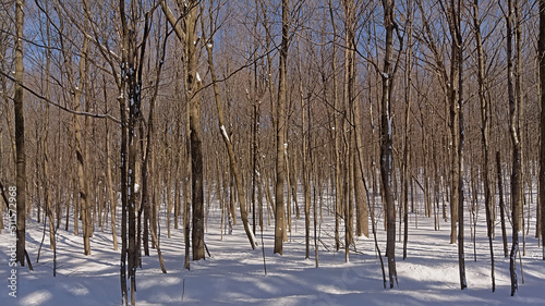Sunny Mont Royal forest in winter, Montreal, Quebec, canada