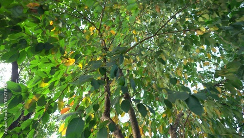 green leaves on the tree at the autumn season
