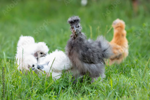 four Chinese silkie chickens walk on the green lawn
