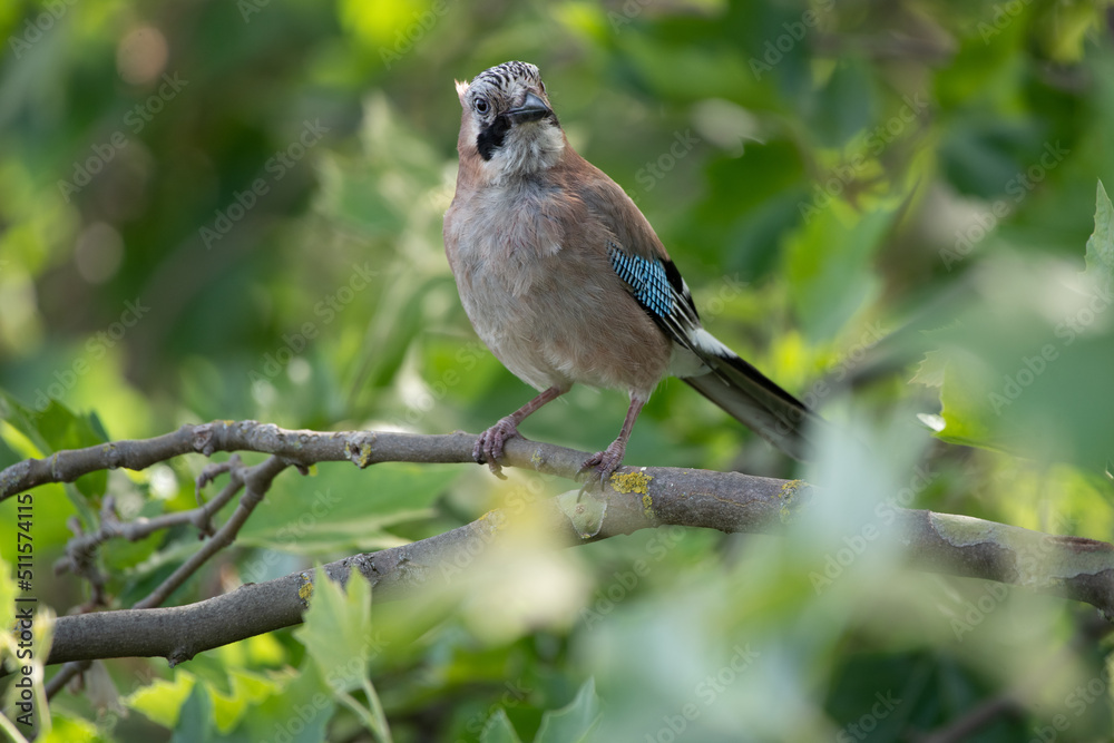 Obraz premium Eichelhäher auf einem Ast
