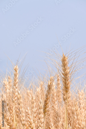 closeup the bunch ripe yellow brown wheat stitch plant growing with leaves in the farm field soft focus natural sky brown background.