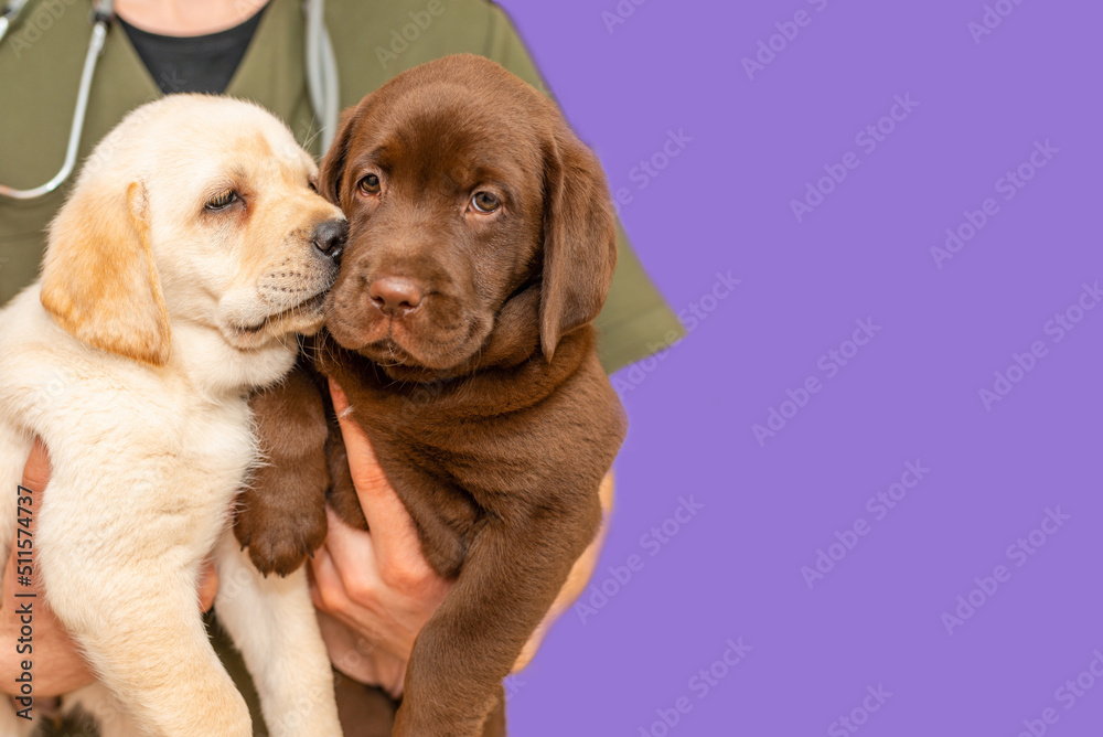 Obraz premium Adorable labrador puppy dogs sitting confortably in the arms of veterinary healthcare professional doc.Veri peri,purple,background.Isolated.Closeup.