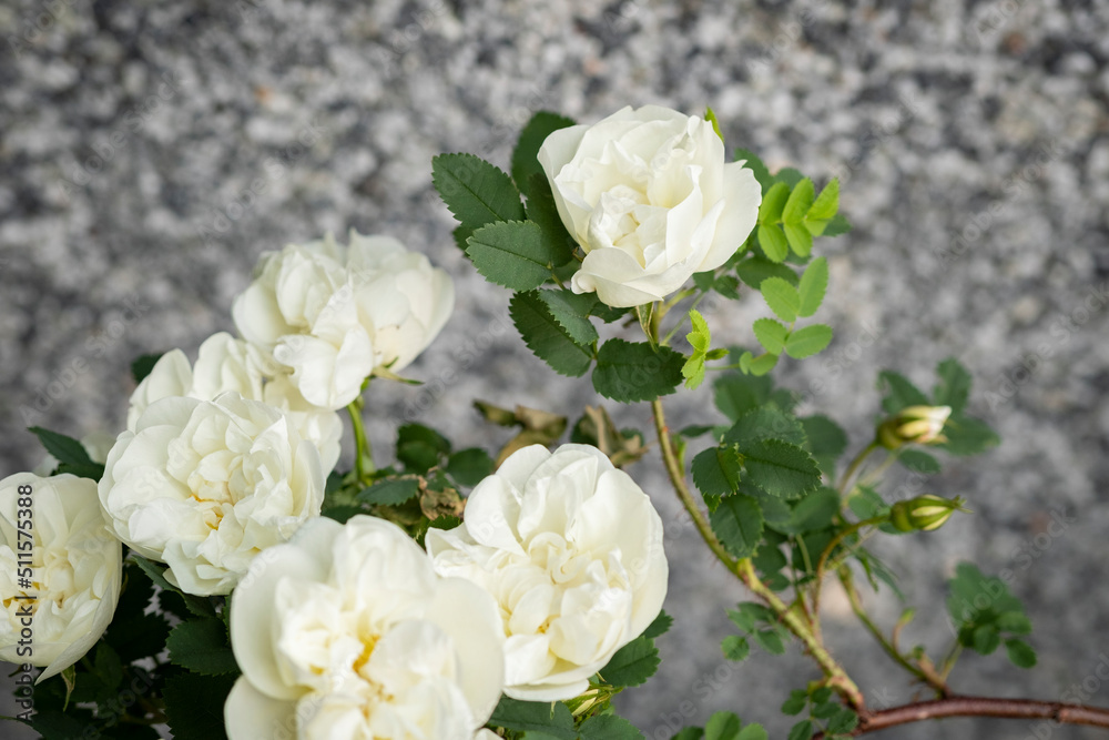 Obraz premium Rose flower bloom in the garden with blurred stone wall background. White petals and green leaves. Beautiful shrub blossom in spring and summer. Flora and gardening. Close up, selective soft focus