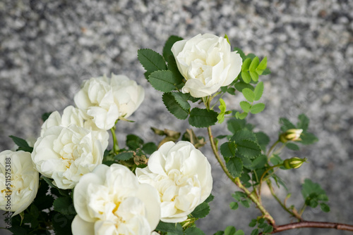 Rose flower bloom in the garden with blurred stone wall background. White petals and green leaves. Beautiful shrub blossom in spring and summer. Flora and gardening. Close up  selective soft focus