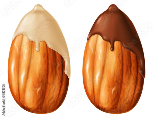 Almond dipped in chocolate, two versions - white and dark. Vector illustration.