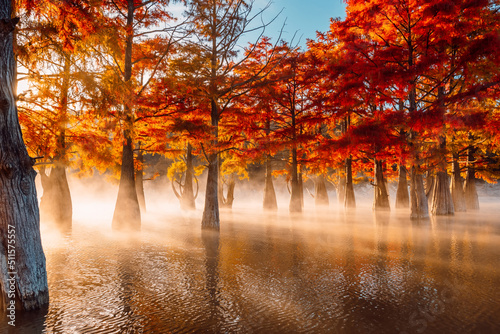 Fototapeta Naklejka Na Ścianę i Meble -  Trees in water with orange needles, sunrise and fog. Autumnal swamp cypresses on lake with reflection.