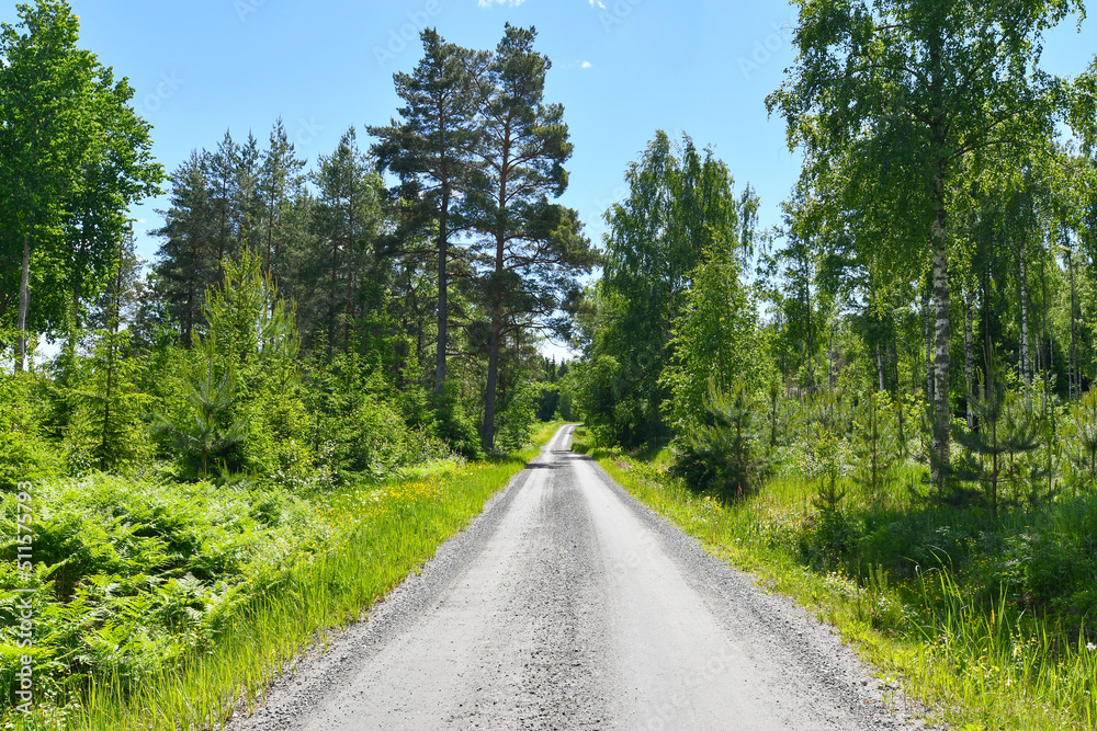 Narrow gravel road through the forest
