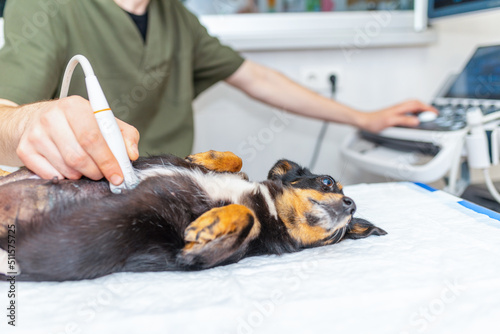 Dog having ultrasound scan in vet office.Little dog terrier in veterinary clinic.