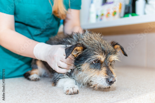 Nurse veterinarian caring a old dog at animal hospital.