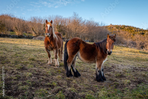 dos caballos de la raza hispano-bretona en un prado al atardecer