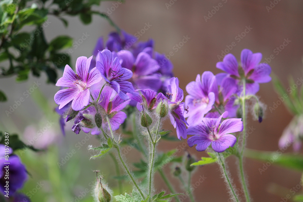 Flowers of purple cranesbill (Geranium magnificum) plant in summer garden Flowers of purple cranesbill (Geranium magnificum) plant in summer garden