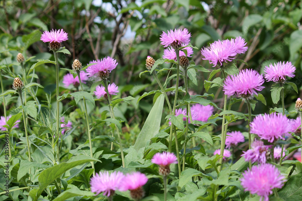 Flowering Persian cornflower (Psephellus dealbatus, syn. Centaurea dealbata) plant in summer garden Flowering Persian cornflower (Psephellus dealbatus, syn. Centaurea dealbata) plant in summer garden