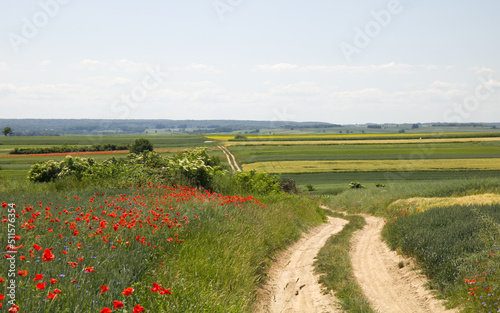 Landscape of dirt road and blooming poppies   papaver  in the field  red poppy and green rolling fields  rural landscape  in suuny day. Countryside road.
