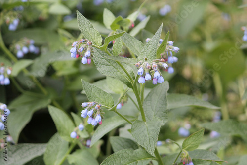 Wallpaper Mural Flowers of blue caucasian comfrey (Symphytum caucasicum) plant close-up in garden Torontodigital.ca