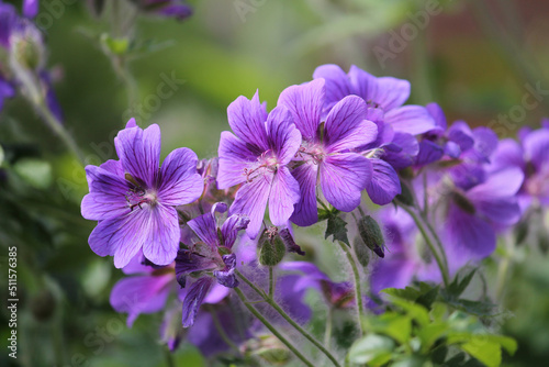 Flowers of purple cranesbill (Geranium magnificum) plant in summer garden